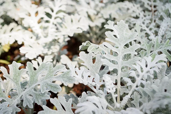 Gray leaf of Dusty Miller — Stock Photo, Image
