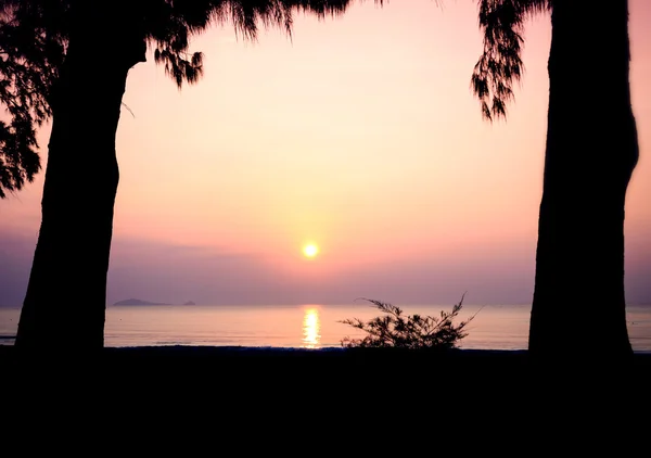 Silhouette di alberi sulla spiaggia — Foto Stock