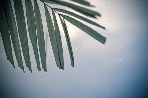 Leaf on glass in rainy — Stock Photo, Image