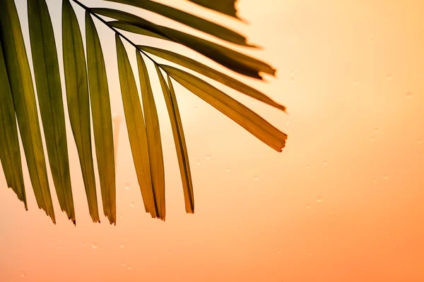 Leaf on glass in rainy — Stock Photo, Image