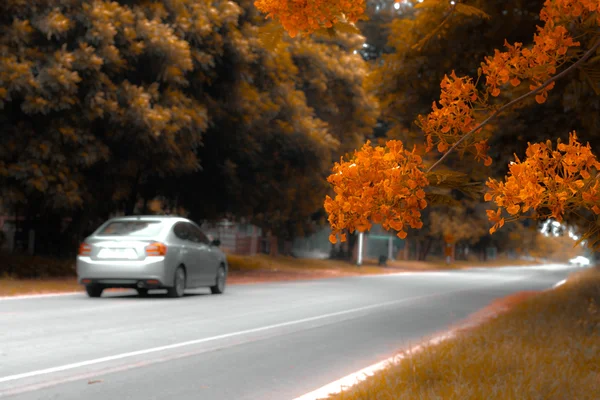 Arbres et fleurs sur la route — Photo