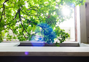 Doğa güneş ışığı ile binanın içinde ağaçlar