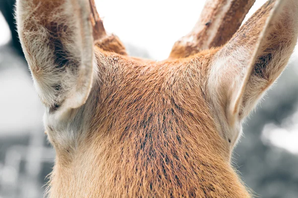 鹿的耳朵和脖子 — 图库照片