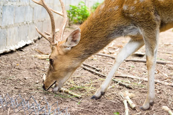 Deer in a cage at the zoo. — Stock Photo, Image