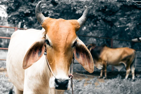 Horns of cow for agriculture — Stock Photo, Image