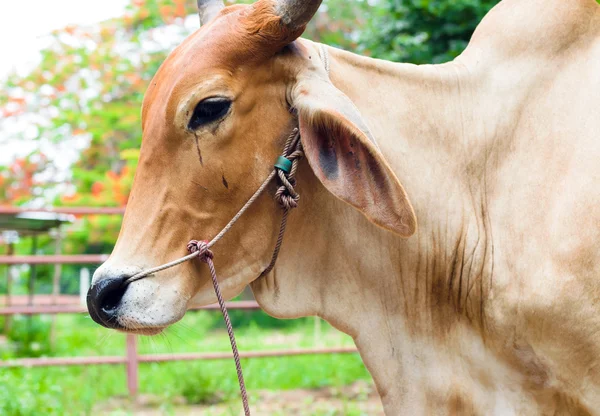 Chifres de vaca para a agricultura — Fotografia de Stock