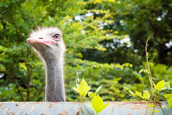 Ostrich is looking over the wall — Zdjęcie stockowe