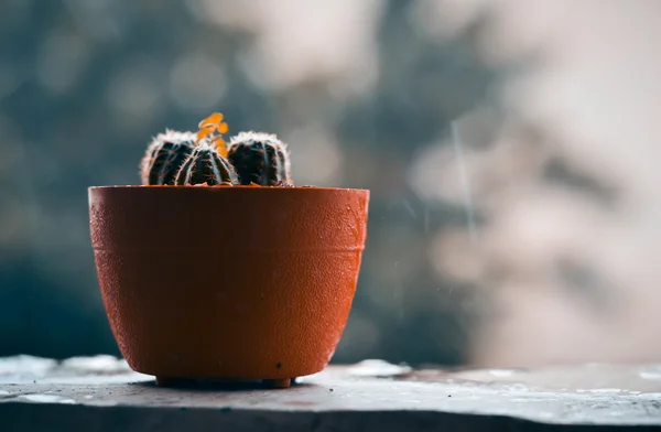 Cactus on the terrace with blur rainy day background — Stock Photo, Image