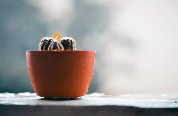 Cactus on the terrace with blur rainy day background — Stock Photo, Image