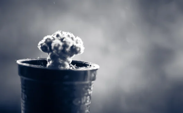 Cactus op het terras met regenachtige dag achtergrond wazig — Stockfoto