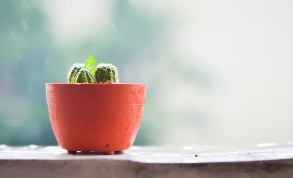 Cacto no terraço com borrão dia chuvoso fundo — Fotografia de Stock