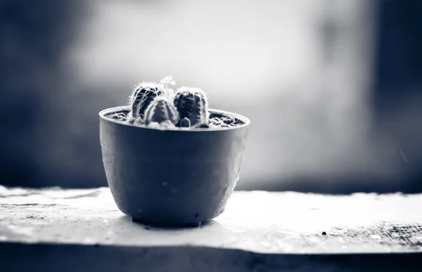 Cactus op het terras met regenachtige dag achtergrond wazig — Stockfoto