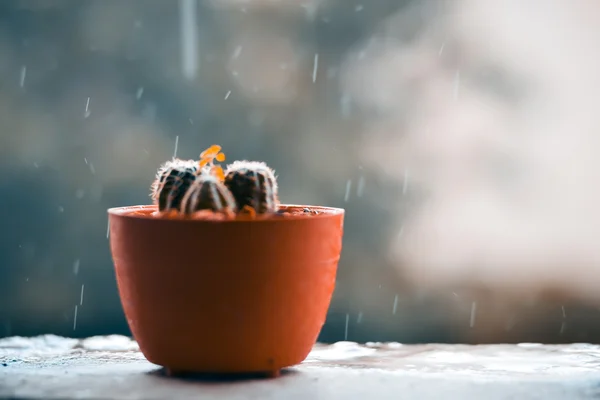 Cacto no terraço com borrão dia chuvoso fundo — Fotografia de Stock