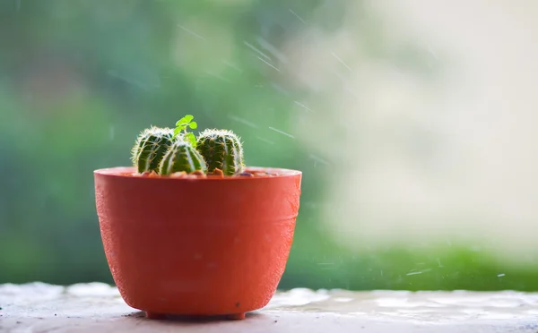 Cacto no terraço com borrão dia chuvoso fundo — Fotografia de Stock