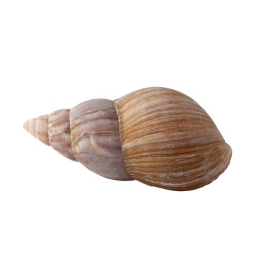 Beyaz arkaplanda deniz kabuğu izole.