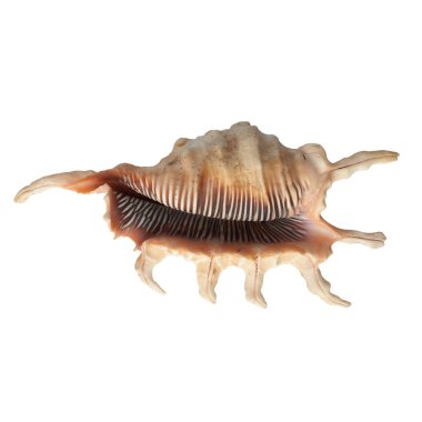 Beyaz arkaplanda deniz kabuğu izole.