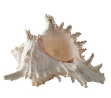 Beyaz arkaplanda deniz kabuğu izole.