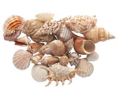 Beyaz arkaplanda tecrit edilmiş deniz kabuğu grubu.