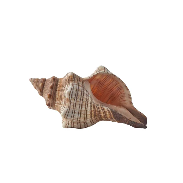 Seashell Isolerad Vit Bakgrund — Stockfoto