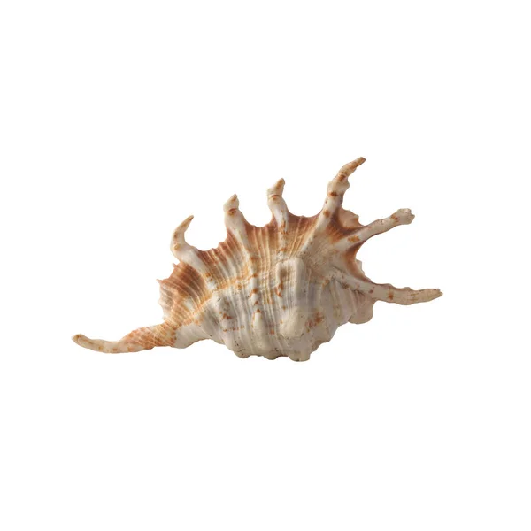 Seashell Απομονώνονται Λευκό Φόντο — Φωτογραφία Αρχείου
