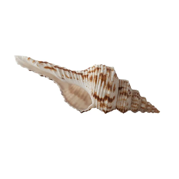 Beyaz Arkaplanda Deniz Kabuğu Izole — Stok fotoğraf