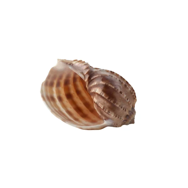 Seashell Изолированы Белом Фоне — стоковое фото