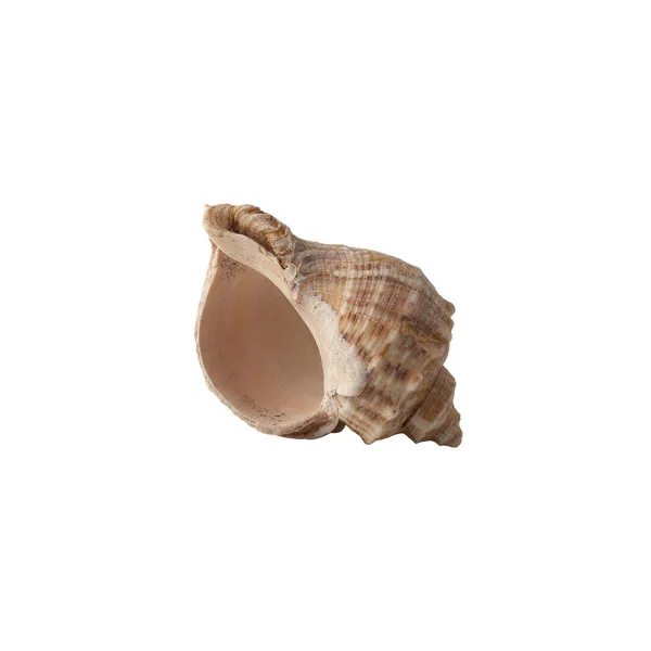 Seashell Izolované Bílém Pozadí — Stock fotografie