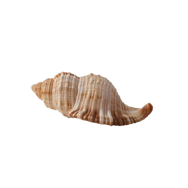 Черепашка Ізольована Білому Тлі — стокове фото