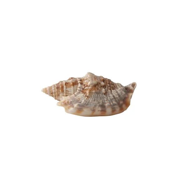 Seashell Isolato Sfondo Bianco — Foto Stock