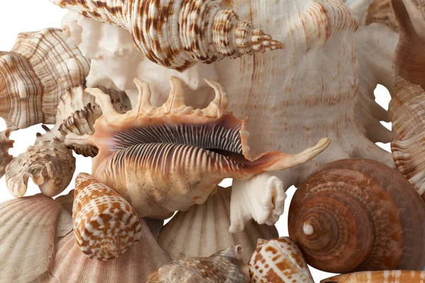 Grupo Conchas Isoladas Sobre Fundo Branco — Fotografia de Stock