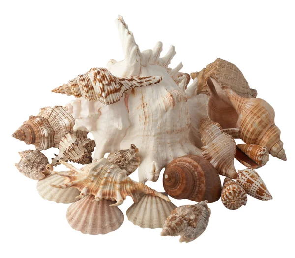 白い背景に隔離された貝殻のグループ — ストック写真