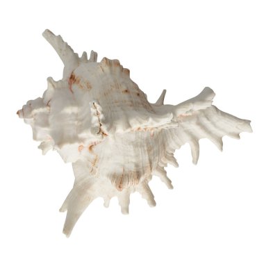 Beyaz arkaplan görünümünde deniz kabuğu izole.