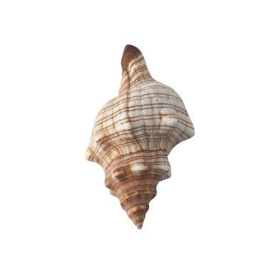 Beyaz arkaplan görünümünde deniz kabuğu izole.