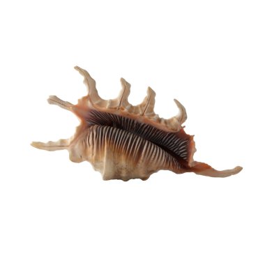 Beyaz arkaplan görünümünde deniz kabuğu izole.