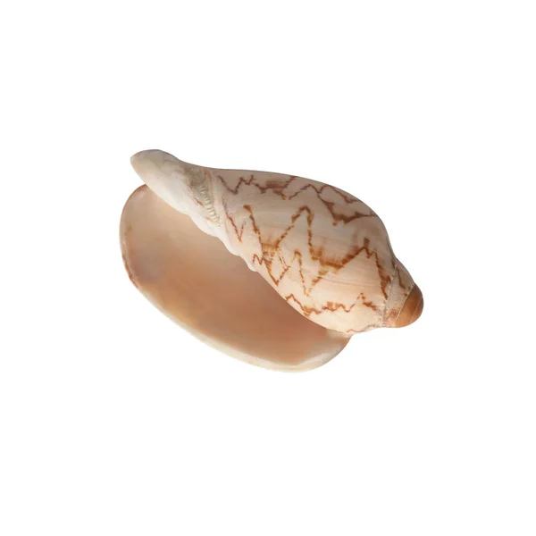 Seashell Isolerad Vit Bakgrund Ovanifrån — Stockfoto