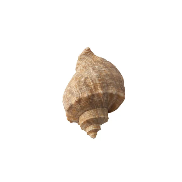 Seashell Isolerad Vit Bakgrund Ovanifrån — Stockfoto