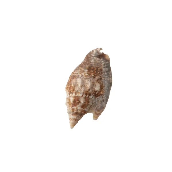 Seashell Izolované Bílém Pozadí Horní Pohled — Stock fotografie
