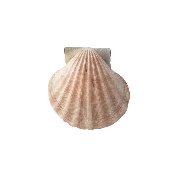 Seashell Izolované Bílém Pozadí Horní Pohled — Stock fotografie