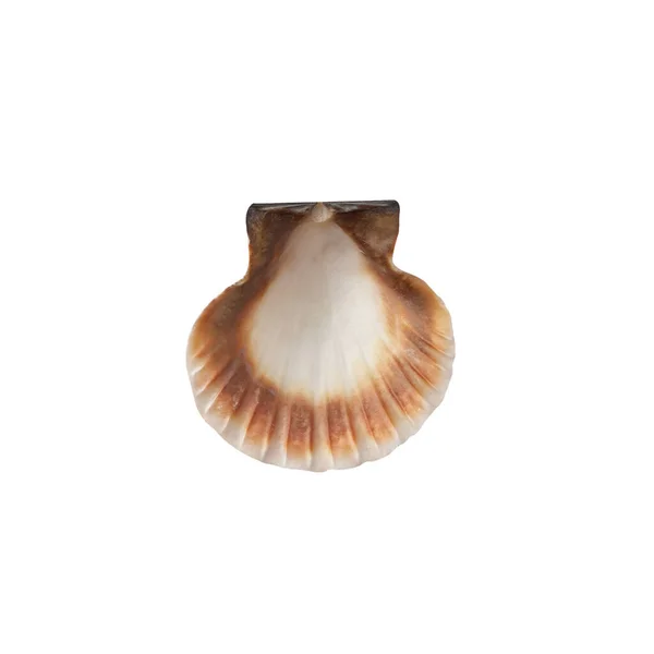 Seashell Elszigetelt Fehér Háttér Felülnézet — Stock Fotó