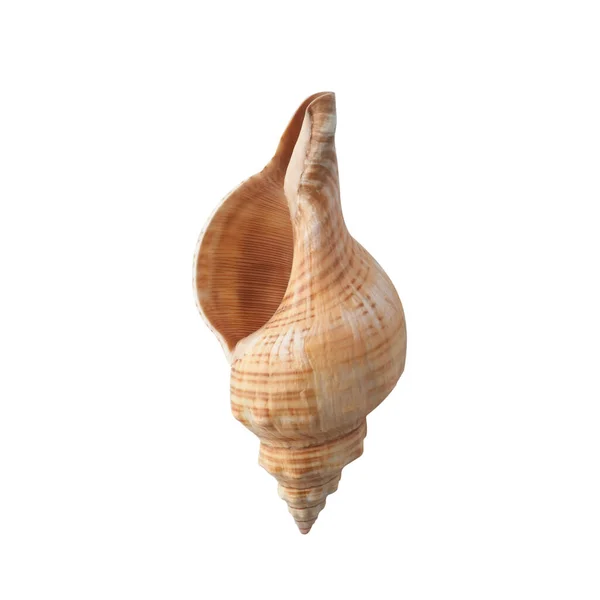 Seashell Izolované Bílém Pozadí Horní Pohled — Stock fotografie