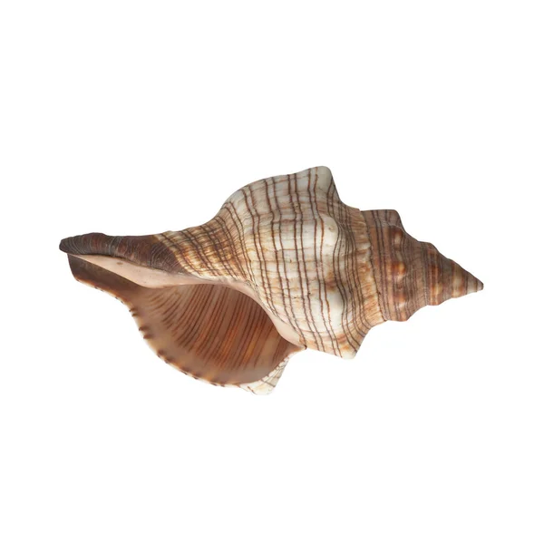 Seashell Izolované Bílém Pozadí Horní Pohled — Stock fotografie