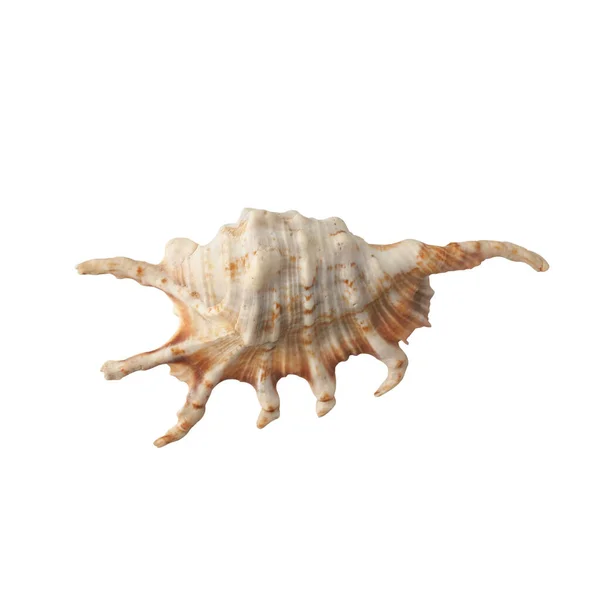 Seashell Isolato Sfondo Bianco Vista Dall Alto — Foto Stock