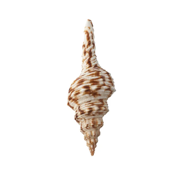 Seashell Elszigetelt Fehér Háttér Felülnézet — Stock Fotó