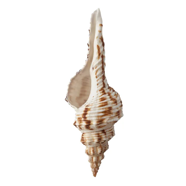 Seashell Izolované Bílém Pozadí Horní Pohled — Stock fotografie