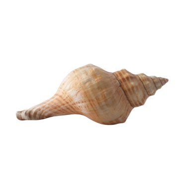 Beyaz arka planda deniz kabuğu izole. Tasarım için kabuk.