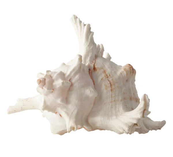 Seashell Elszigetelt Fehér Háttérrel Kagyló Tervezéshez — Stock Fotó