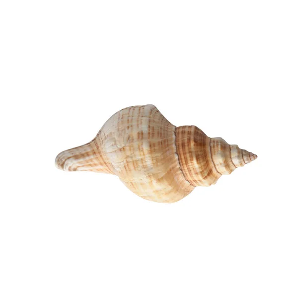 海谢尔被白色背景隔离 设计用壳体 — 图库照片