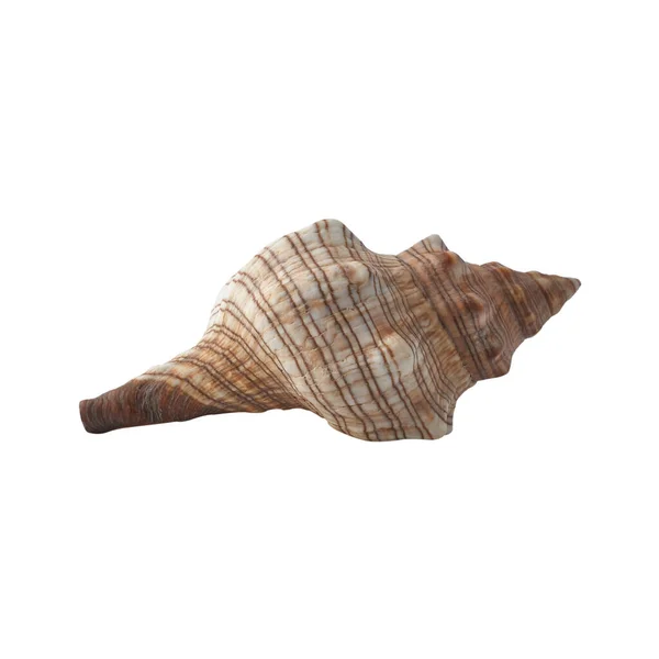Seashell Isolerad Vit Bakgrund Skal För Design — Stockfoto