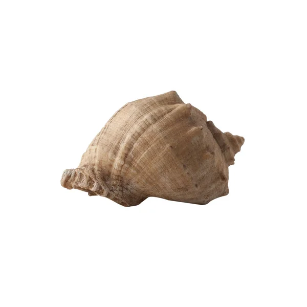 貝殻は白い背景に隔離されています 設計用シェル — ストック写真