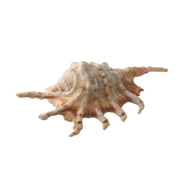 Seashell Απομονώνονται Λευκό Φόντο Κοχύλι Για Σχεδιασμό — Φωτογραφία Αρχείου